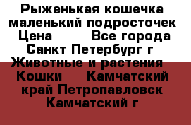 Рыженькая кошечка маленький подросточек › Цена ­ 10 - Все города, Санкт-Петербург г. Животные и растения » Кошки   . Камчатский край,Петропавловск-Камчатский г.